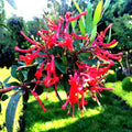 Chilean Firebush Seeds - Embothrium coccineum Rare Flame Flower Tree Seeds, 10 Pack for Garden, Landscape & Pollinator Attraction