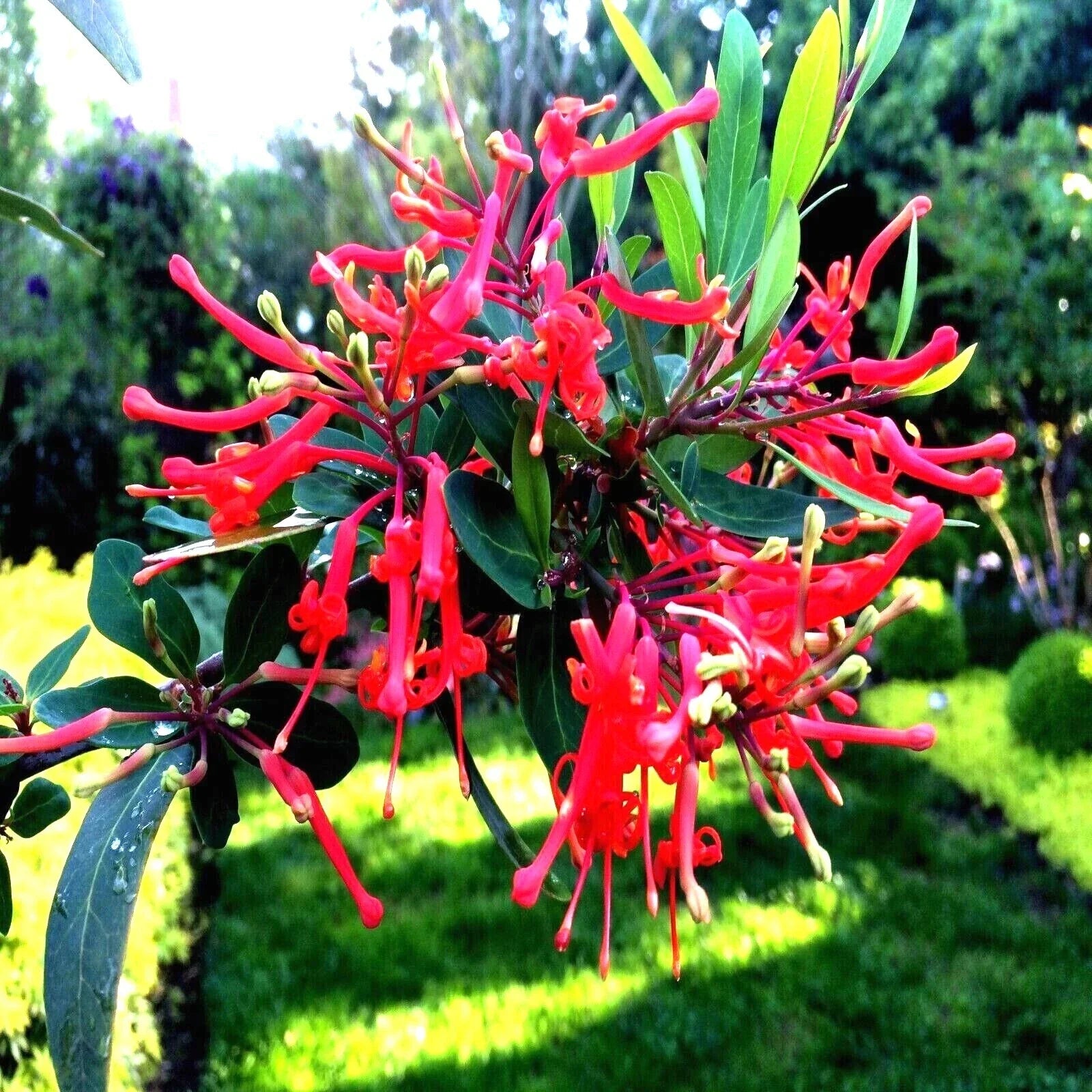 Chilean Firebush Seeds - Embothrium coccineum Rare Flame Flower Tree Seeds, 10 Pack for Garden, Landscape & Pollinator Attraction
