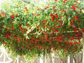Tomato Seeds 35 Pack - Italian Tree Vine Solanum lycopersicum Heirloom, Indeterminate, Juicy, Full Sun