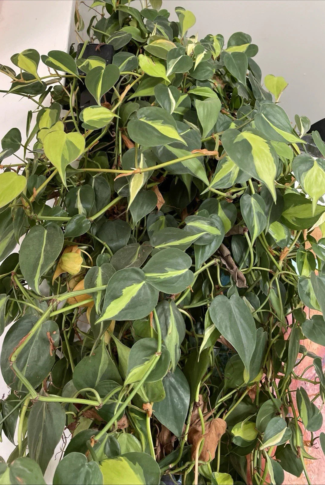 Philodendron Hederaceum 'Brasil' Variegated Trailing Houseplant Cuttings – 4 Stem Propagation Clippings