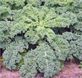 Dwarf Siberian Kale Seeds 1000 Non-GMO Heirloom Brassica oleracea var. sabellica