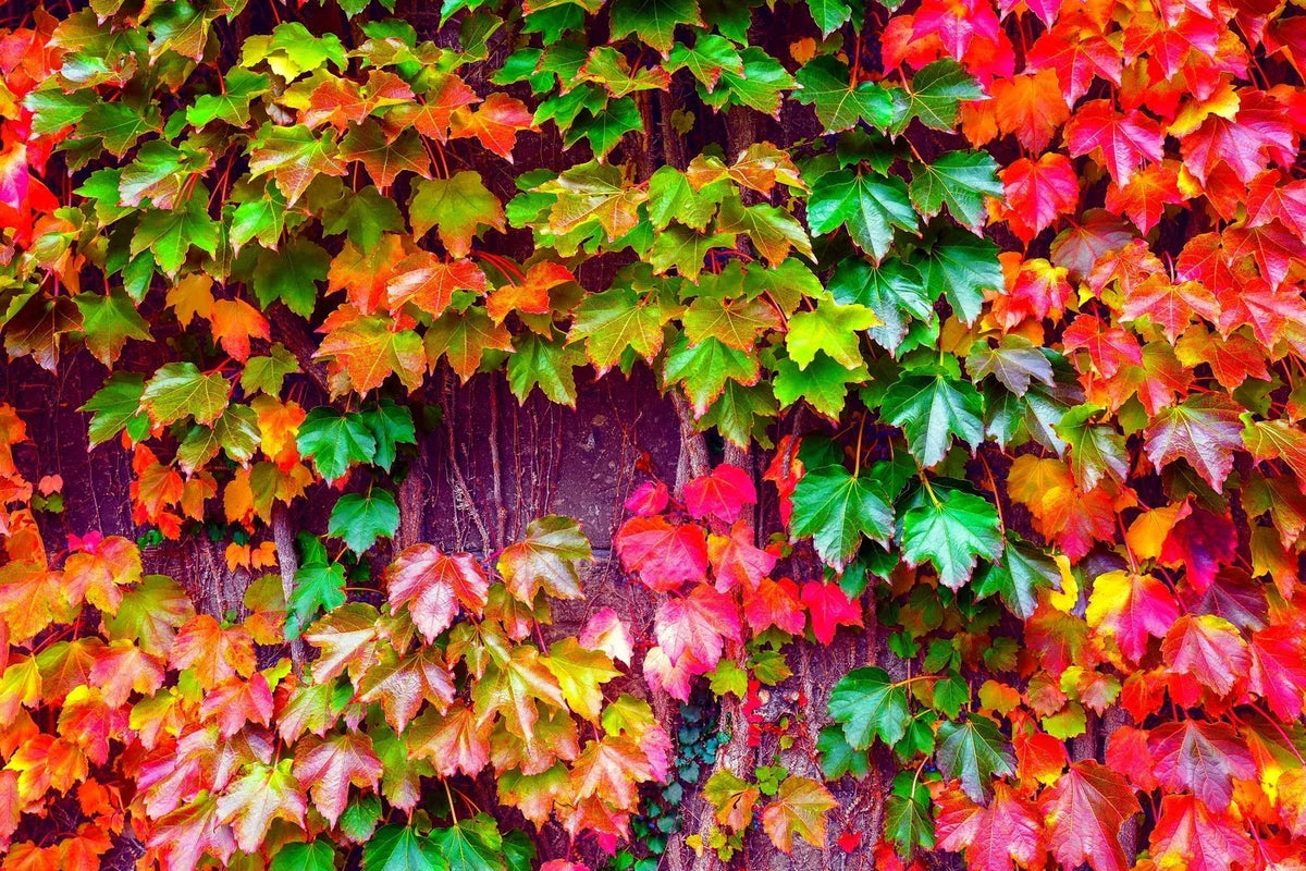 Japanese Ivy Seeds - 50 Seeds - Creeping Vine Hedera helix for Indoor & Outdoor Gardening in Iowa