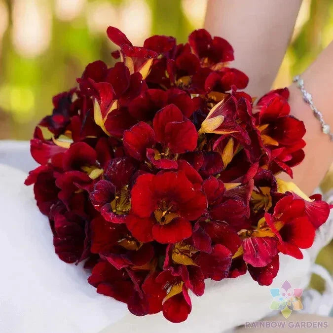 Dwarf Black Velvet Nasturtium Seeds - Edible Flower Pack - Tropaeolum majus - Compact Annual for Gardens & Containers