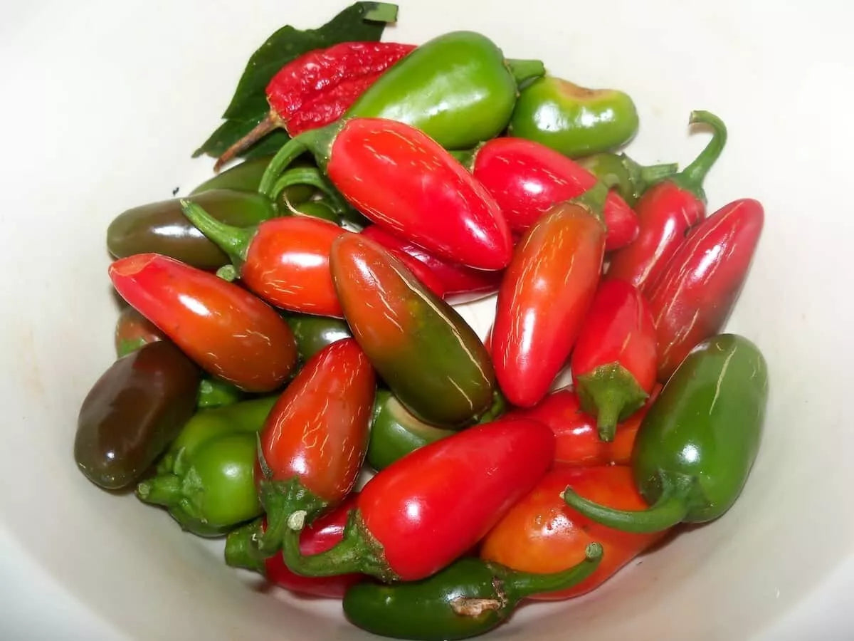 Early Jalapeno Pepper Seeds, Non-GMO Capsicum annuum Vegetable Seeds for Home Garden, Spicy Peppers for Cooking
