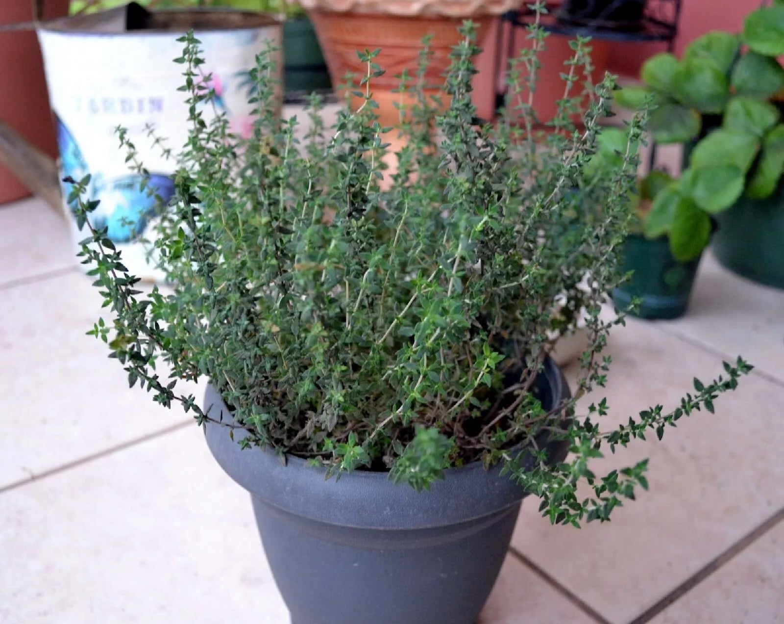 Common Thyme Herb Seeds - Thymus Vulgaris - Culinary & Pollinator-Friendly Herb Pack of 300+ Seeds