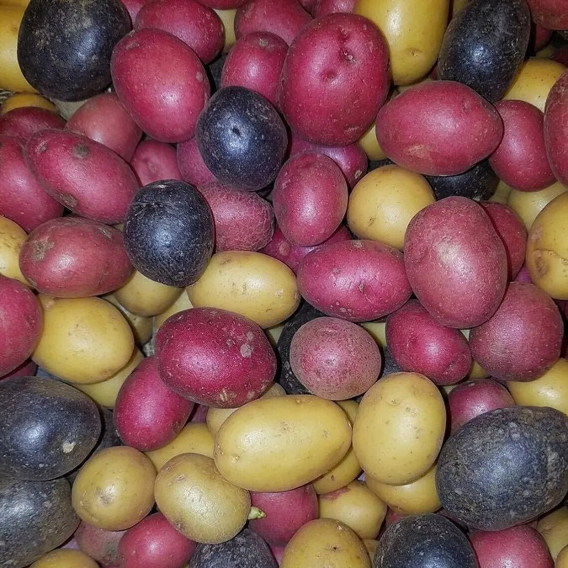 Organic Purple and Gold Potato Tubers - Non-GMO Solanum tuberosum Seed Potatoes for Planting