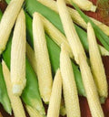 Japanese Hulless White Popcorn Seeds - Non-GMO Zea mays everta, 25+ Seeds for Home Garden, Tender, Hulless, Edible Popcorn