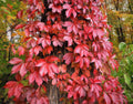 Virginia Creeper Seeds - 30 Pack, Parthenocissus quinquefolia, Climbing Vine for Garden, Landscape & Privacy Screens