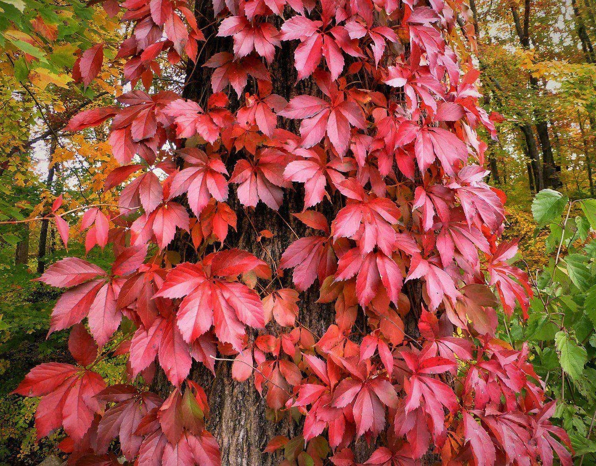 Virginia Creeper Seeds - 30 Pack, Parthenocissus quinquefolia, Climbing Vine for Garden, Landscape & Privacy Screens