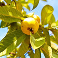 Grafted Yellow Mexican Cream Guava Tree Live Plant 2-3ft, Psidium guajava, Tropical Fruit Tree for Garden & Patio