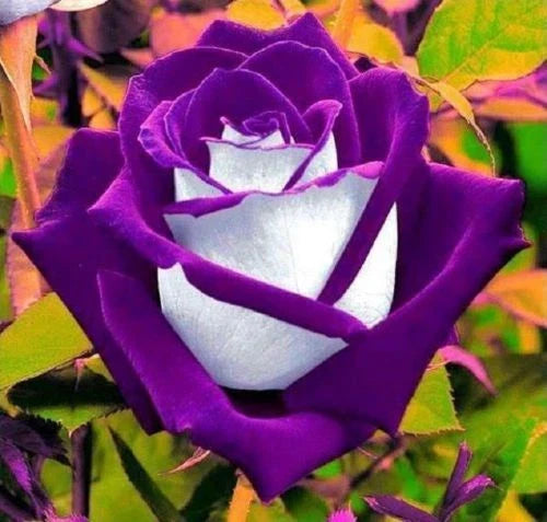 White Purple Rose Seeds - Perennial Flower Seeds for Garden Beds & Borders - Rosa spp.