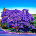 Jacaranda Fern Tree Seeds - Tropical Blue Flowers - Mimosifolia acutifolia - Pack of Seeds for Landscaping