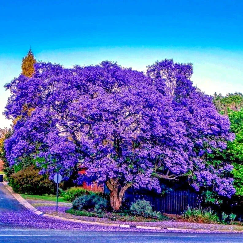 Jacaranda Fern Tree Seeds - Tropical Blue Flowers - Mimosifolia acutifolia - Pack of Seeds for Landscaping
