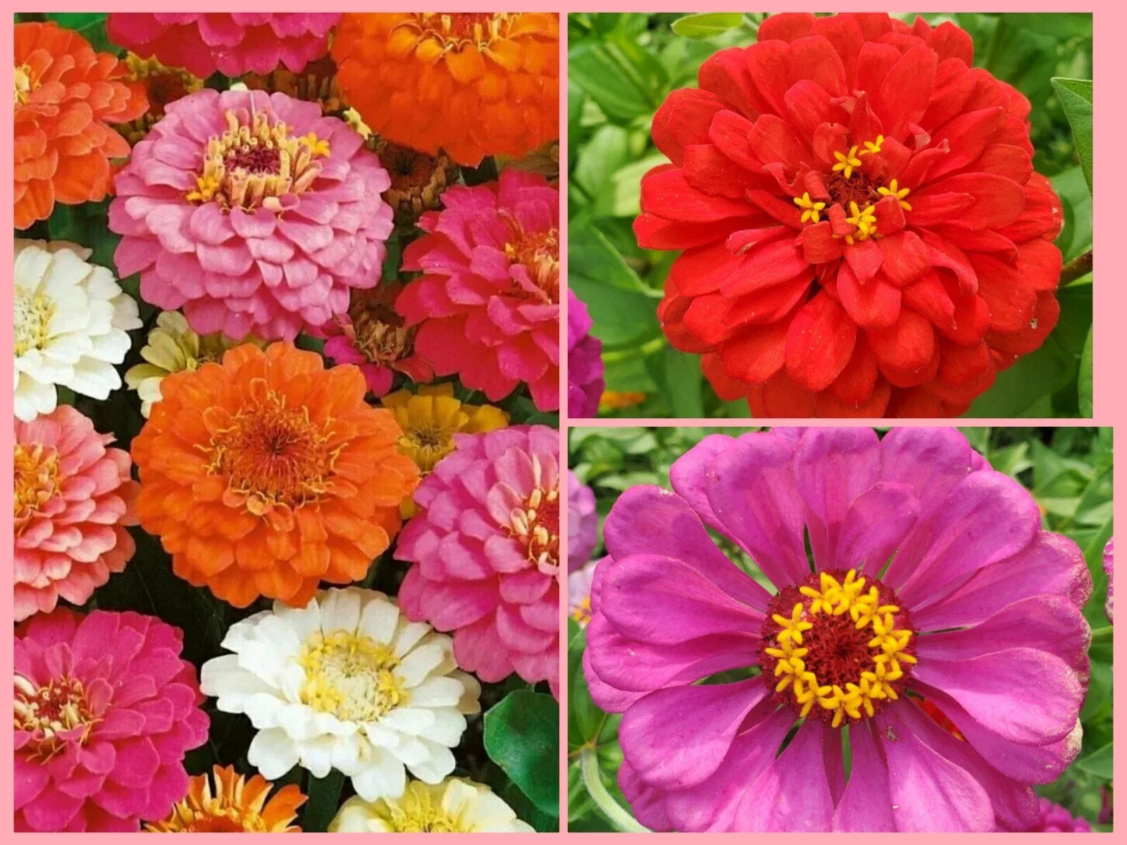 Giant Double Zinnia Flower Seeds - 60+ Non-GMO Annual Seeds for Colorful Garden Blooms - Zinnia elegans