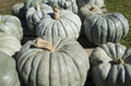Jarrahdale Pumpkin Seeds - Heirloom Cucurbita pepo, Blue-Green, Vining, 20 Seeds for Planting