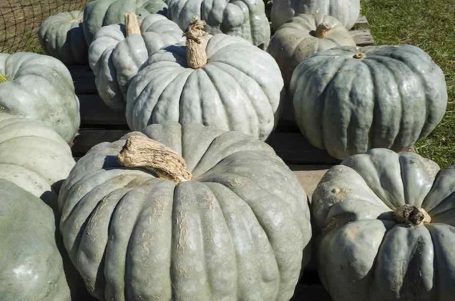 Jarrahdale Pumpkin Seeds - Heirloom Cucurbita pepo, Blue-Green, Vining, 20 Seeds for Planting