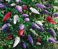 Butterfly Bush Seeds - Mixed Colors, Buddleia Davidii 'Jocadew' - Pollinator Attracting Flower Seeds for Garden, Landscape, Containers