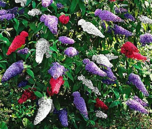 Butterfly Bush Seeds - Mixed Colors, Buddleia Davidii 'Jocadew' - Pollinator Attracting Flower Seeds for Garden, Landscape, Containers