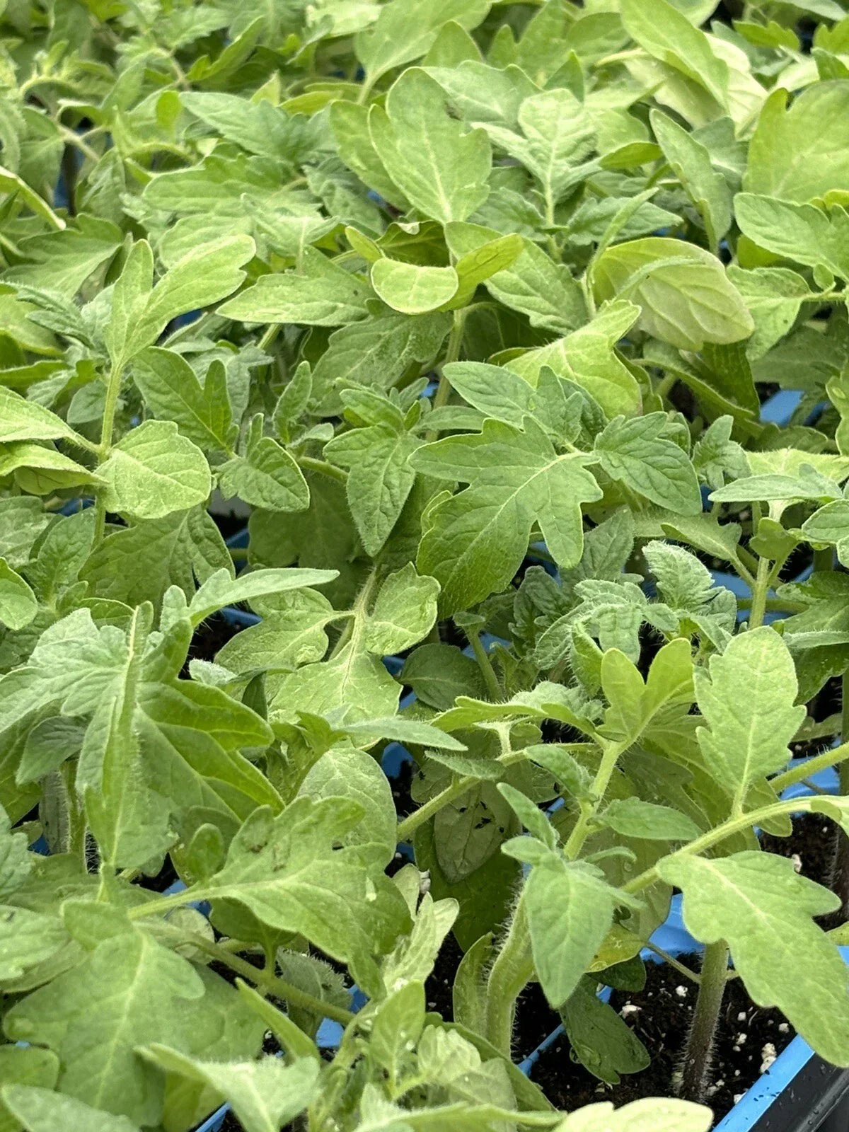 Rutgers Tomato Live Plants - Heirloom Variety, 6-10 Inches, Solanum lycopersicum, Fresh Garden Starter Pack
