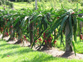 Organic Dragon Fruit Cutting 6+ Inches White Pitaya Hylocereus undatus