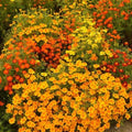 Signet Marigold Seeds STARFIRE MIX 200 Non-GMO Flower Seeds for Cutting Gardens, Tagetes patula
