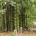 Giant Thorny Bamboo Seeds - 50 Count - Privacy Screen Climbing Garden Shade - Bambusa vulgaris var. wamin
