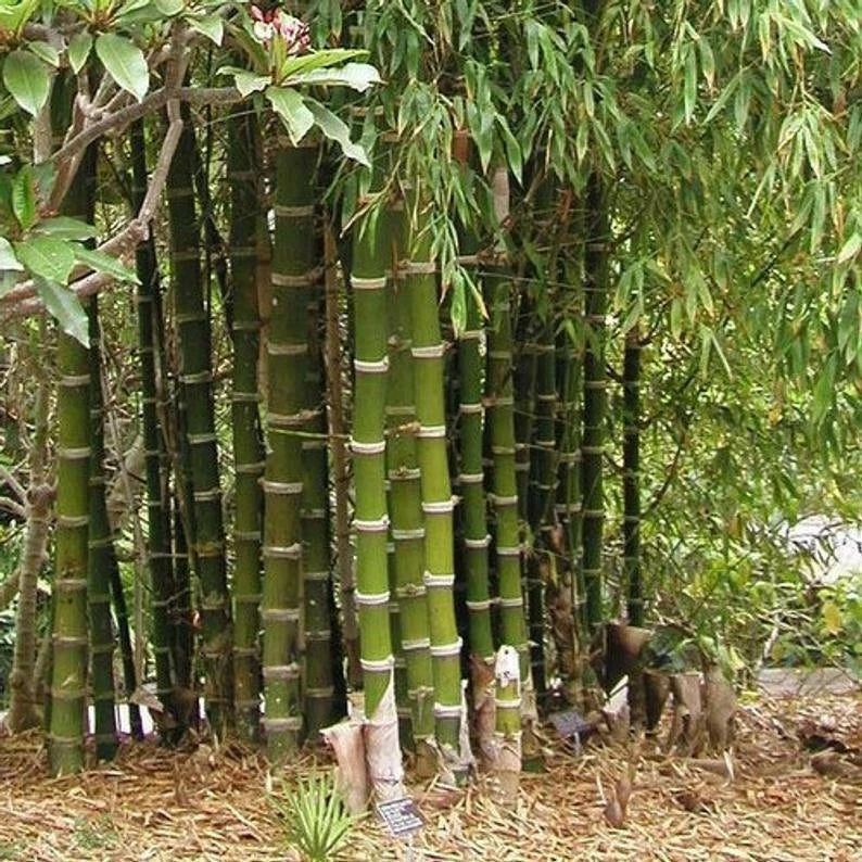 Giant Thorny Bamboo Seeds - 50 Count - Privacy Screen Climbing Garden Shade - Bambusa vulgaris var. wamin