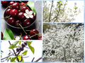 Sand Cherry Seeds - 5 Pack Edible Fruit Shrub Prunus pumila for Garden, Landscaping, Pollinators