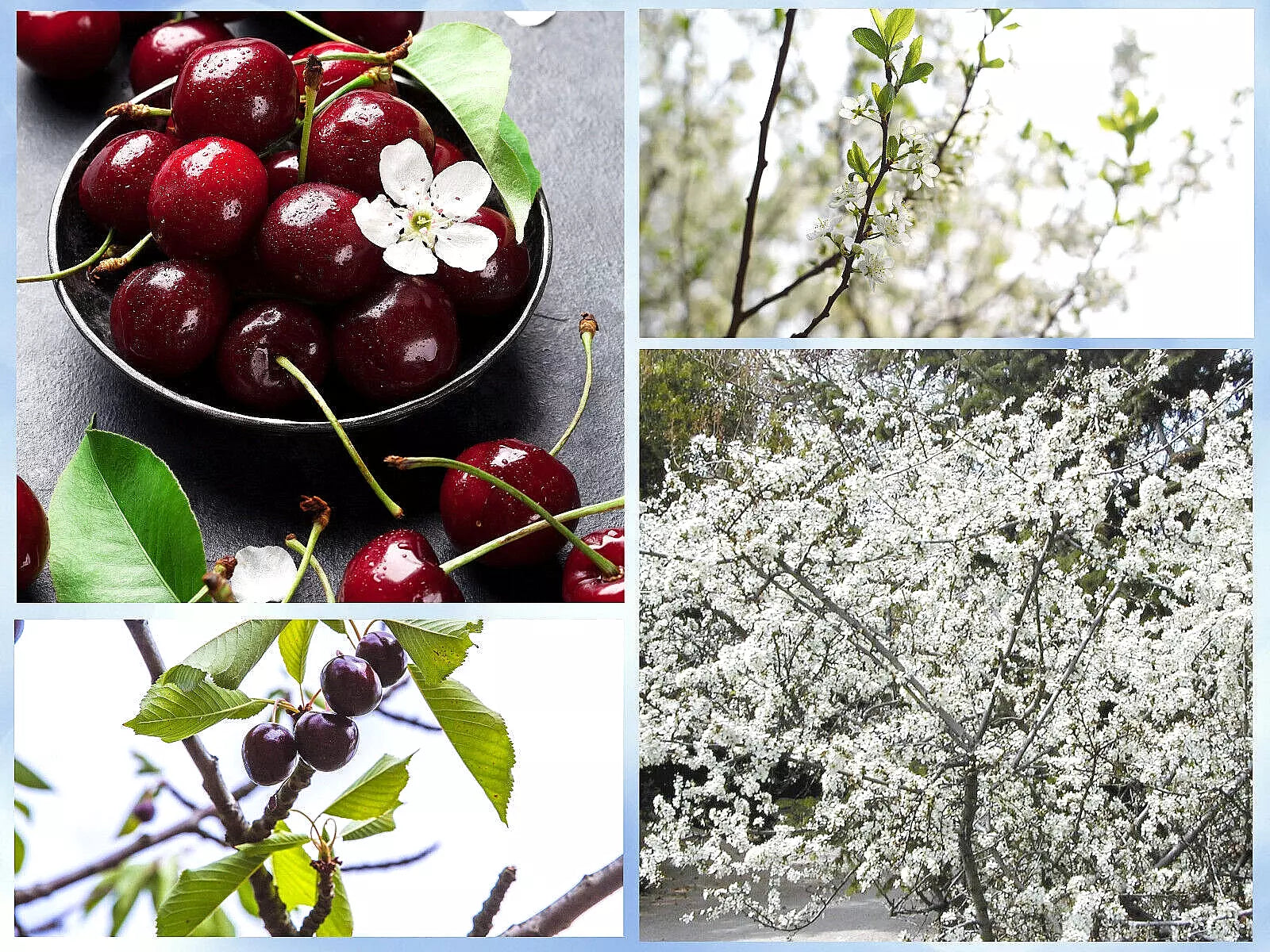 Sand Cherry Seeds - 5 Pack Edible Fruit Shrub Prunus pumila for Garden, Landscaping, Pollinators