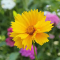 Organic Lance Leaf Coreopsis Seeds - 200 Pack, Bright Yellow Flowers, Pollinator Attractant, Coreopsis lanceolata, USA Grown