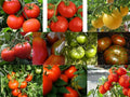 Medium Tomato Seeds - Rare & Common Varieties for Garden & Container Growth - Solanum lycopersicum