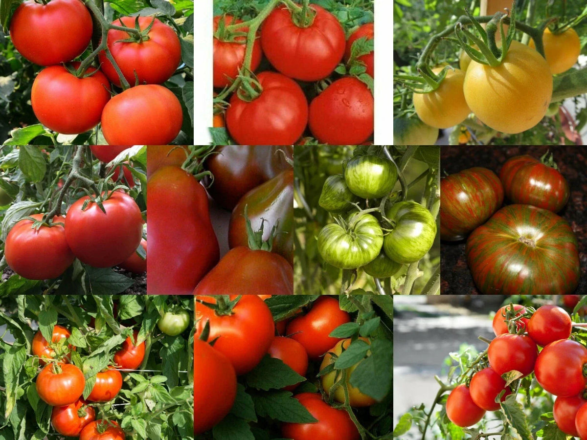 Medium Tomato Seeds - Rare & Common Varieties for Garden & Container Growth - Solanum lycopersicum