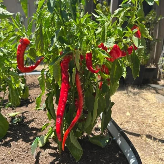 Live Hot Pepper Plant in 4-Inch Pot | Heirloom Capsicum annuum | Spicy & Productive Small Garden Plant