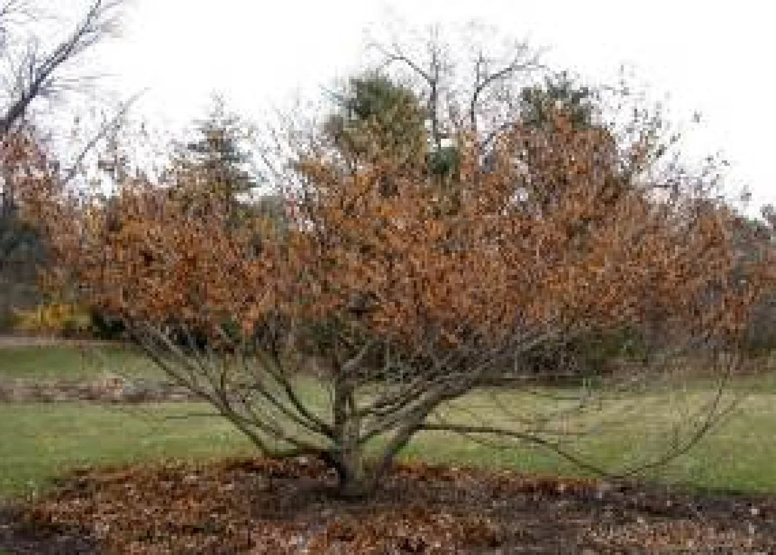 Vernal Witch Hazel Seeds - 15 Pack, Flowering Shrub, Hamamelis vernalis, Native Plant for Garden, Fragrant Yellow Blooms
