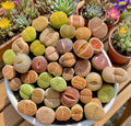 Large Lithops Succulent Mix - Rare Living Stones Plants, 10 Bare Root Succulents, Easy Care, Lithops spp.