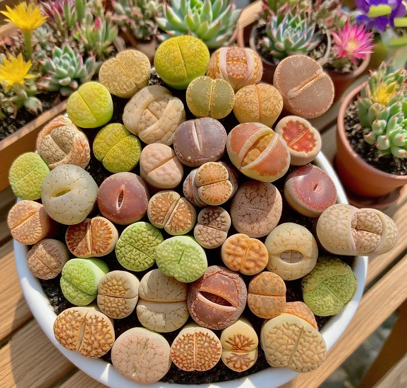 Large Lithops Succulent Mix - Rare Living Stones Plants, 10 Bare Root Succulents, Easy Care, Lithops spp.