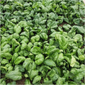 Viroflay Spinach Seeds - Heirloom Vegetable Garden Variety - Spinacia oleracea - 100+ Seeds for Home Gardening