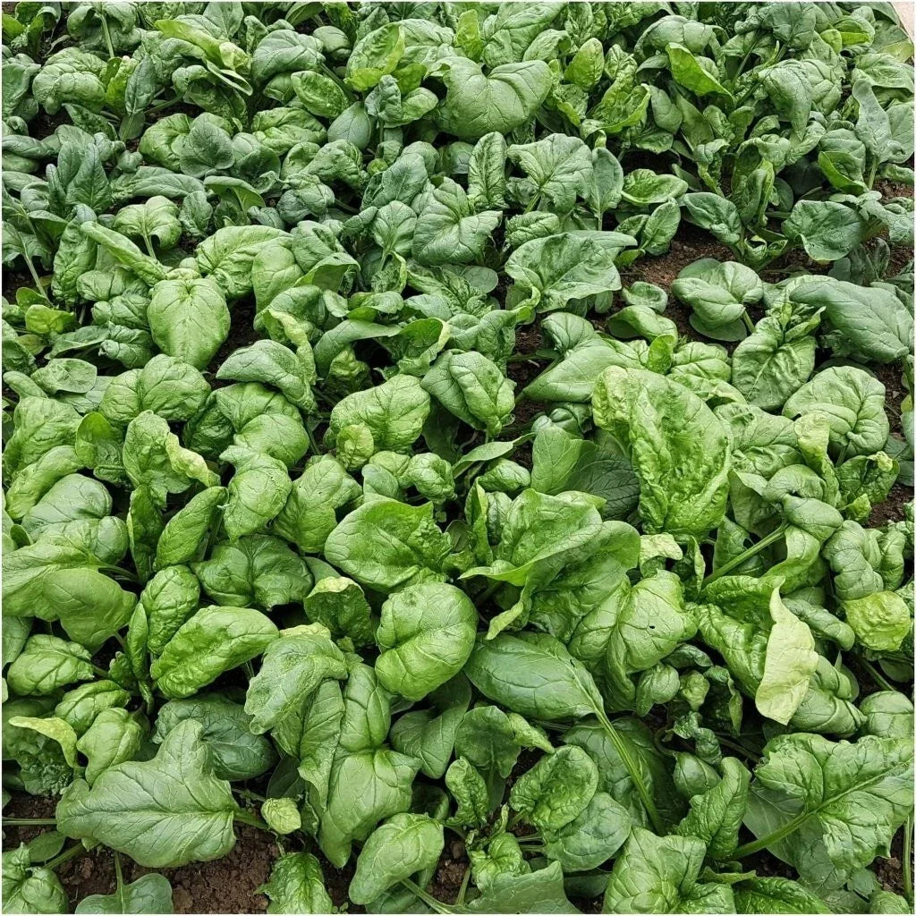 Viroflay Spinach Seeds - Heirloom Vegetable Garden Variety - Spinacia oleracea - 100+ Seeds for Home Gardening