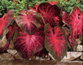 Caladium Bulbs - Red Flash & Fancy Mix - Colorful Perennial Foliage - Caladium bicolor
