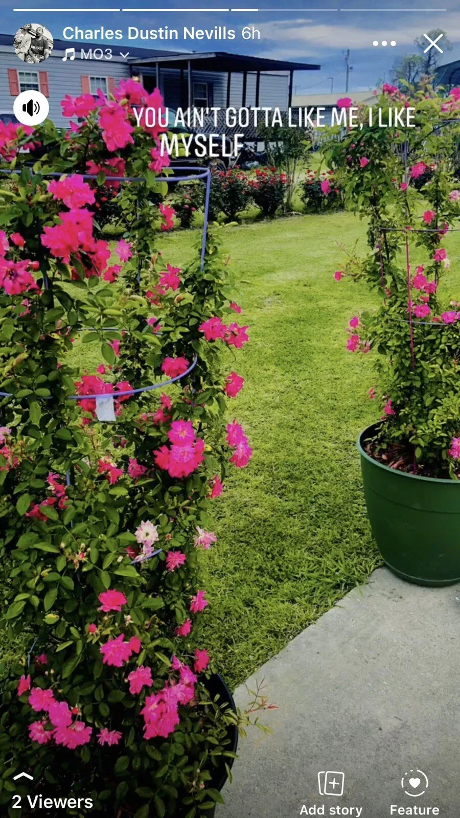 Peggy Martin Rose Cuttings 10 Inch Clippings Rosa 'Peggy Martin' 6 Pack for Garden Climbing and Fragrant Blooms