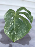 Monstera Albo Borsigiana Cutting – Variegated Houseplant – Live Indoor Plant for Decor – Monstera deliciosa var. albo