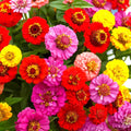 Zinnia Seeds - Lilliput Mix Pom Pom Dwarf Rainbow Flowers - Zinnia elegans Seed Packet