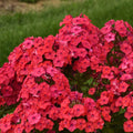 Sunset Coral Phlox Seeds - 100+ Perennial Garden Seeds for Borders & Containers - Phlox paniculata