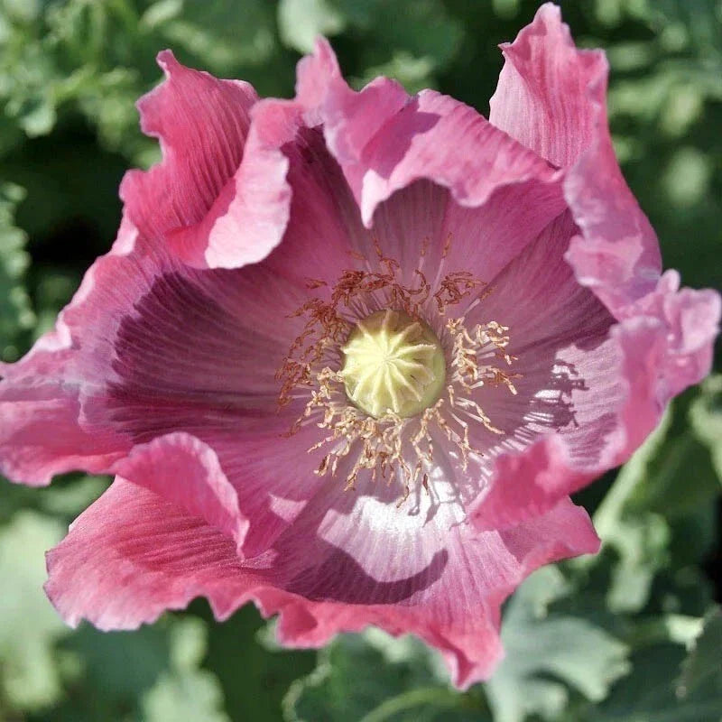 Giant Pink Poppy Seeds - Non-GMO Papaver somniferum - 500 Seeds for Gardens, Borders & Wildflowers