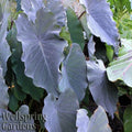 Black Ruffles Elephant Ear Plant - Live Colocasia esculenta with Dark Purple Ruffled Leaves