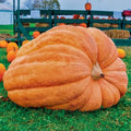 Dill's Atlantic Giant Pumpkin Seeds - 10 Heirloom Non-GMO Seeds for Record-Size Cucurbita maxima