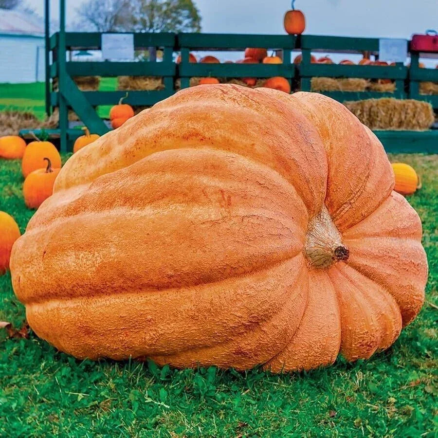 Dill's Atlantic Giant Pumpkin Seeds - 10 Heirloom Non-GMO Seeds for Record-Size Cucurbita maxima