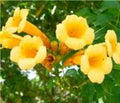 Yellow Trumpet Vine Cuttings - 5 Organic Campsis Radicans Climbing Plant for Fences & Arbors