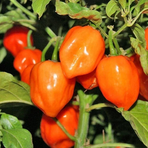 Orange Habanero Pepper Seeds - Non-GMO Heirloom Capsicum chinense for Spicy Culinary Use, 30+ Seeds Seed Packet
