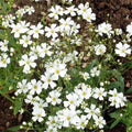 Baby's Breath Cut Flowers 18" Tall White Variety - Non-GMO Heirloom Seeds Gypsophila elegans (2000 Count)